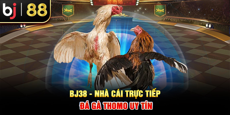 BJ38 - Nhà cái trực tiếp đá gà Thomo uy tín