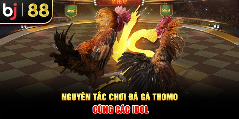 Nguyên tắc chơi đá gà thomo cùng các idol